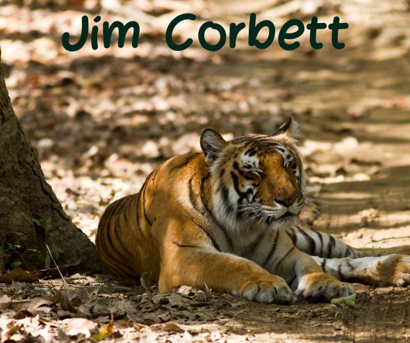 Jim Corbett – Wildlife & Adventure Corporate Experience